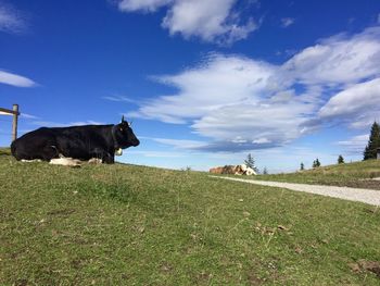 View of cows on field against sky