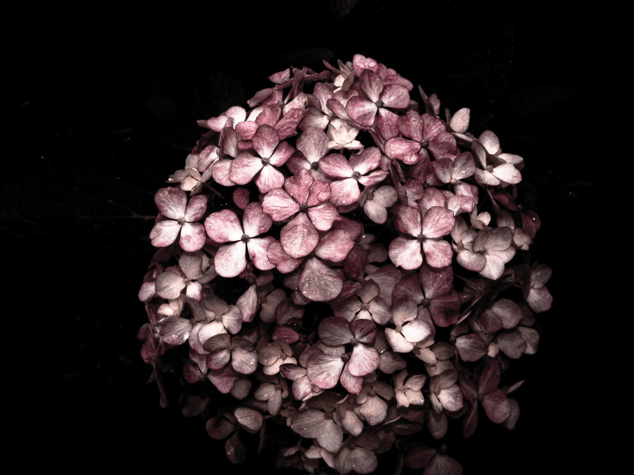 HIGH ANGLE VIEW OF PINK FLOWERING PLANT