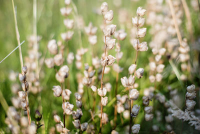 Close-up of plants