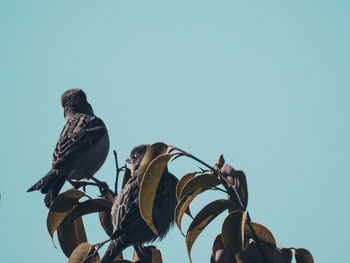 Low angle view of bird perching against clear blue sky