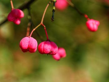 Close-up of berries growing on tree