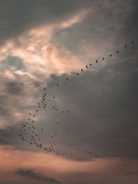 Low angle view of birds flying in sky