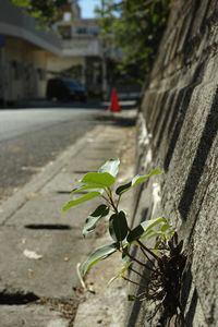 Close-up of plant