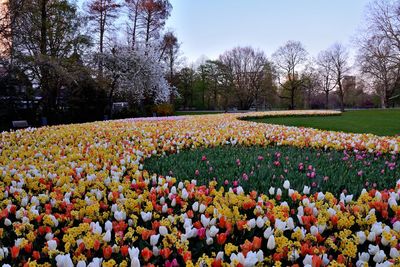 View of flowering trees in park