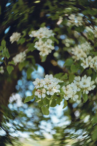 Low angle view of white flowers blooming on tree