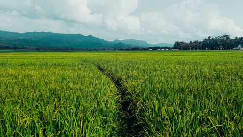 landscape