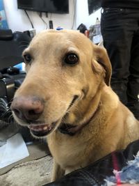 Close-up of dog looking away