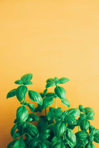 Close-up of yellow flowers against wall