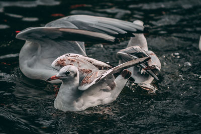 Seagull on a lake