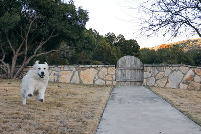 Portrait of dog against trees