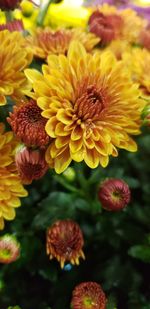 Close-up of yellow flowering plant