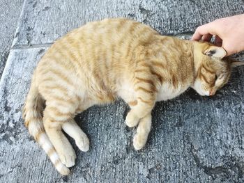 High angle view of cat lying on hand