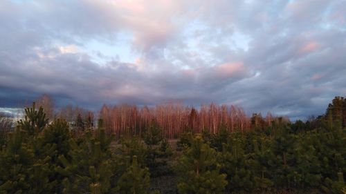 Scenic view of forest against sky