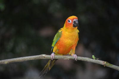 Close-up of parrot perching on branch