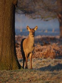 Deer standing on field