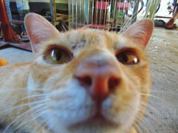 Close-up portrait of cat in cage