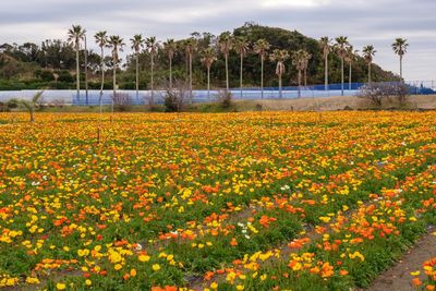 Scenic view of flowering plants on field against sky