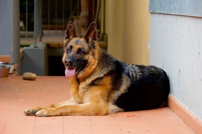 Dog sitting on tiled floor