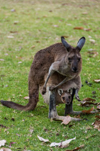 Kangaroo with joey on grassy field