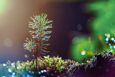 Close-up of plant growing on tree