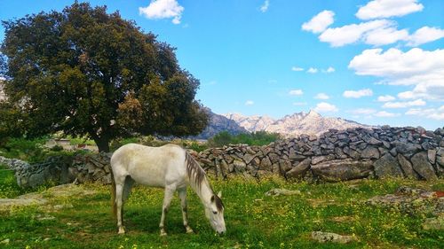 Horse grazing on field against sky