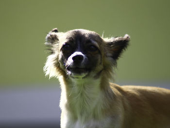 Close-up portrait of a dog