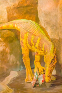 Close-up of elephant animal