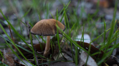 Close-up of mushroom on grass