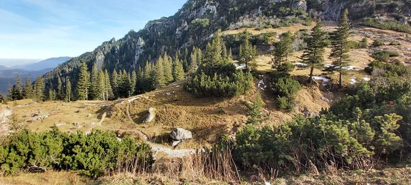 Plants growing on land against mountains