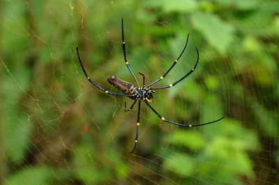 Close-up of spider on web