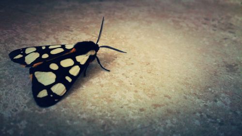 Close-up of butterfly on white background