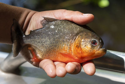 Man hand holding piranha fish in the amazon