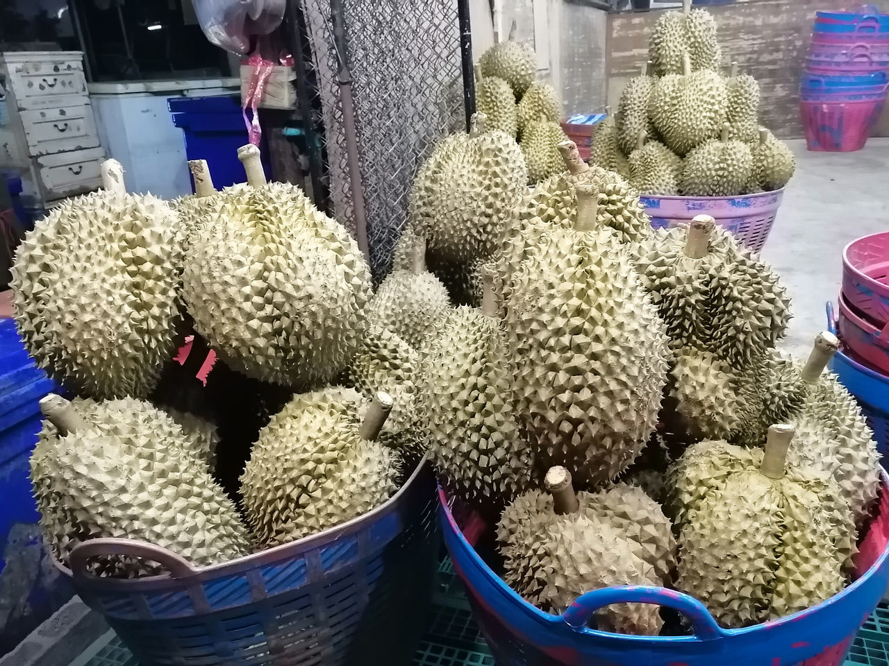 CACTUS FOR SALE AT MARKET