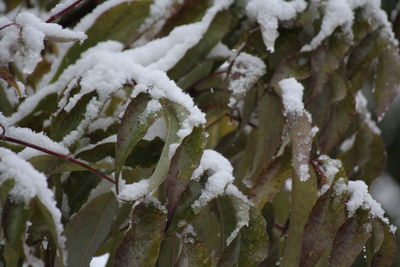 Close-up of frozen plant