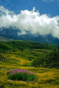 Scenic view of grassy landscape against sky