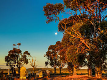 Trees on field at cemetery during sunset