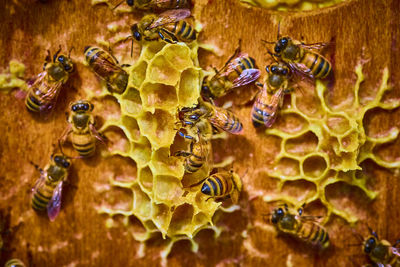 Close-up of bee on yellow flower