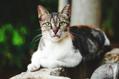 Close-up portrait of tabby cat