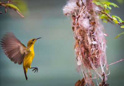 Close-up of bird flying over water