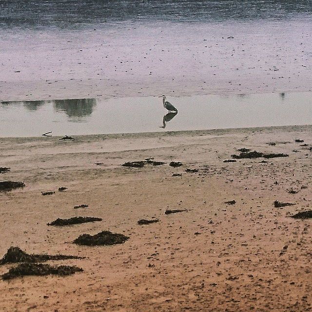 bird, flying, beach, sea, animals in the wild, animal themes, wildlife, shore, water, sand, seagull, nature, tranquility, spread wings, one animal, tranquil scene, beauty in nature, scenics, mid-air, horizon over water