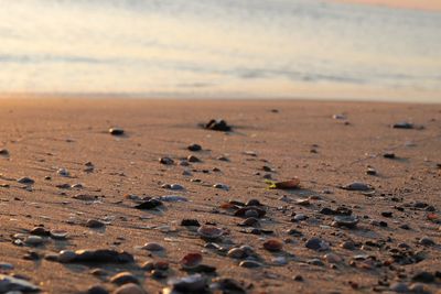 Surface level of sandy beach