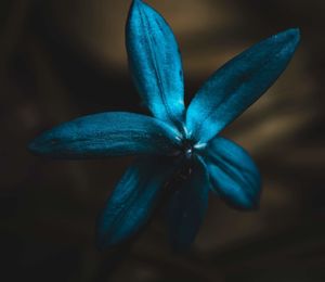 Close-up of blue flower