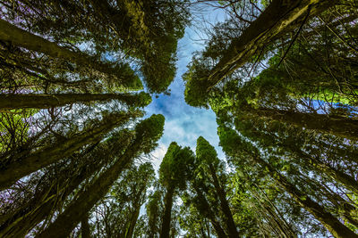 Low angle view of trees in forest against sky