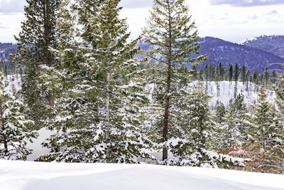 Pine trees on snow covered land against mountains
