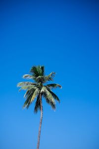Low angle view of coconut palm tree against clear blue sky