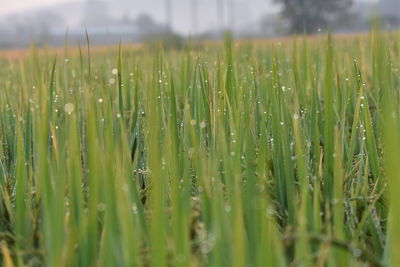 Close-up of wet crops on field