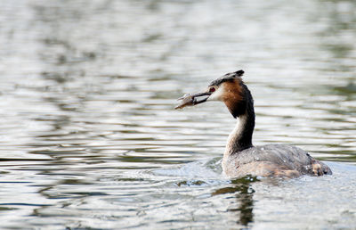 View of an animal in pond