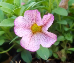 Close-up of iris blooming outdoors