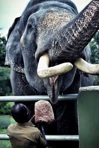 Close-up of elephant