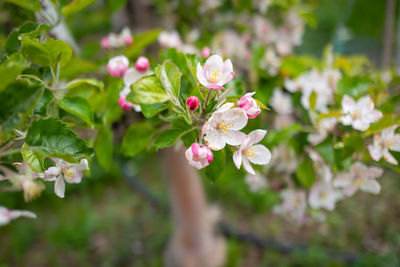 Close-up of pink flowering plant